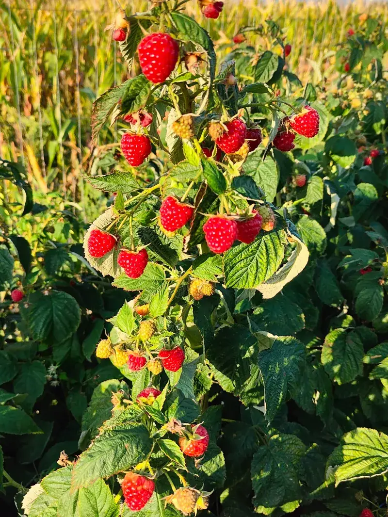 Andrei în plantația de zmeură din Suceava