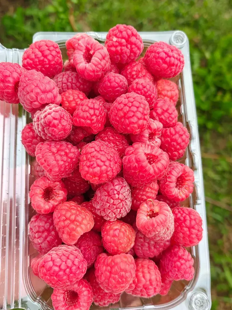 Lădiță cu zmeură proaspătă pregătită pentru livrare